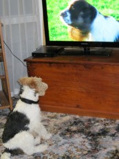 Rupert Watching TV
